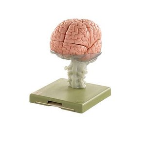 Model of Brain in 15 Parts (BS 25)