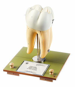 Right Lower First Molar (ES 12)